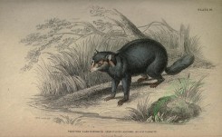 mammals-00206 - CRAB-EATING RACOON [3646x2246]