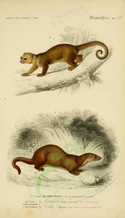mammals-00479 - Kinkajou, Hairy-Nosed Otter [2118x3677]