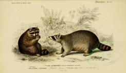 mammals-00485 - Raccoon [3662x2118]