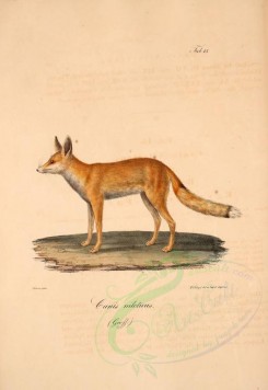 mammals-00527 - Egyptian Red Fox [2013x2927]