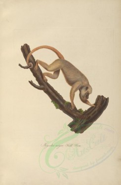 mammals-00591 - Mantled howler or Golden-mantled howling monkey [4397x6717]