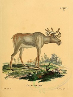 mammals-00728 - Moose [2316x3084]