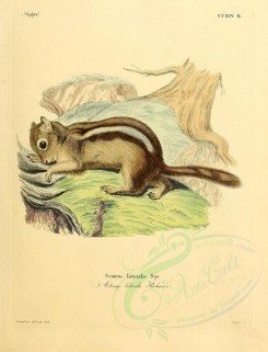 mammals-00794 - Side-marked Squirrel [2348x3074]