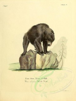 mammals-01103 - Brown Bear (Ferox) [2304x3074]