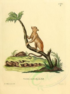 mammals-01172 - Kinkajou (Caudivolvula) [2304x3074]