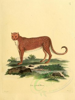 mammals-01199 - Northern Africa Cheetah [2304x3074]