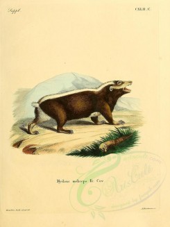 mammals-01247 - Sunda Stink Badger [2304x3074]