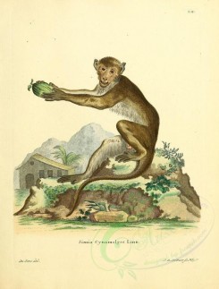 mammals-01409 - Hamadryas baboon [2315x3053]