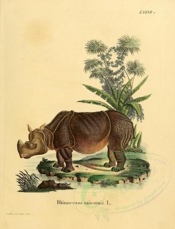 mammals-01414 - Indian rhinoceros [2336x3053]
