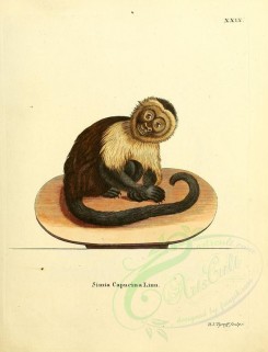 mammals-01518 - White-headed capuchin [2336x3053]