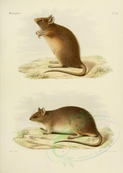 mammals-01528 - Buff-breasted Rat, Grey-breasted Rat [2479x3486]