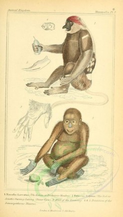 mammals-01685 - Kahau or Proboscis Monkey, Red or Asiatic Orangooutang [1826x3199]