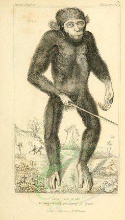 mammals-01697 - Orang-Outang or Pygmy of Tyson, 2 [1826x3199]
