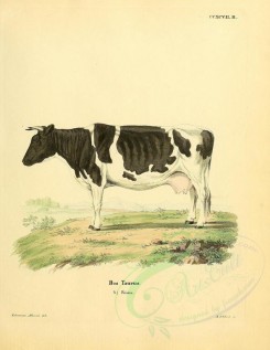 mammals-01761 - Cow [2357x3051]