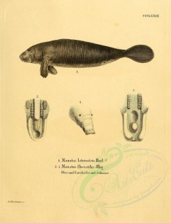 mammals-01859 - West Indian manatee [2336x3041]