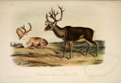 mammals-01999 - Caribow or American Rein-Deer [2879x1990]