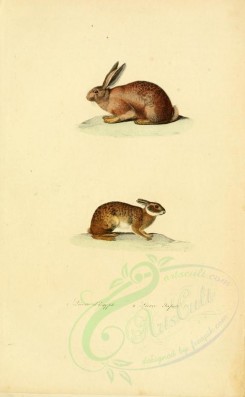 mammals-02116 - Hares [2316x3751]