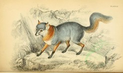 mammals-02631 - Tri-coloured Fox [2585x1528]