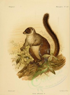 mammals-02879 - lemur albimanus [2558x3453]
