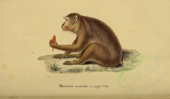 mammals-04027 - Stump-tailed macaque [3545x2062]
