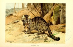 mammals-04685 - Wild Cat [4848x3166]