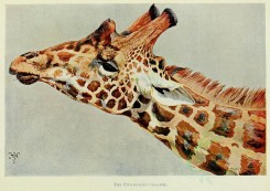 mammals-04798 - Five-horned Giraffe [2978x2106]