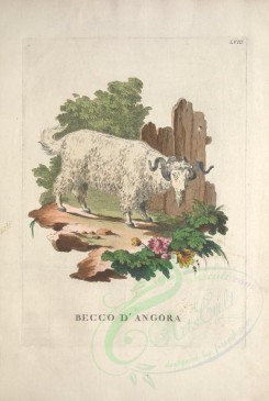 mammals-04886 - Beak of Angora [3761x5597]