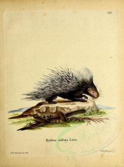 mammals-05124 - Crested Porcupine or European Porcupine [2776x3709]