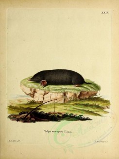 mammals-05129 - European Mole or Common Mole [2776x3709]