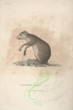 mammals-05158 - capromys furnieri [2254x3380]