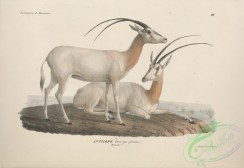 mammals-05685 - antilope leucoryx