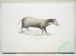 mammals-06977 - 2481-Collared Civet Bear, Mydaus collaris