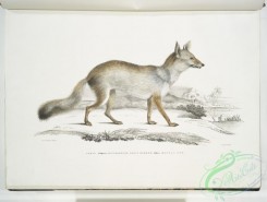 mammals-06986 - 2599-Bengal Fox, Canis (Vulpes) Bengalensis, Canis Kokree