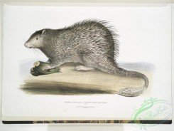 mammals-06999 - 2612-Tufted-tailed Porcupine, Hystrix fasiculata (Histrix fasciculata), India