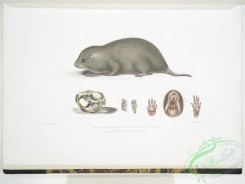mammals-07000 - 2613-Chinese Bamboo Rat, Rhizomys Sinensis, Fig, 1, 12 Natural size, Fig, 2-5, Natural size, Fig, 6, Magnified