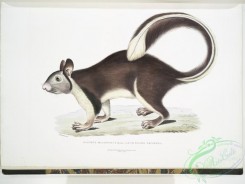 mammals-07003 - 2616-Large tailed Squirrel, Sciurus macrourus