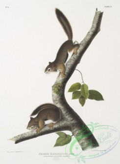mammals-07019 - 2309-Sciurus Richardsonii, Richardson's Columbian Squirrel, Natural size, Male , Female