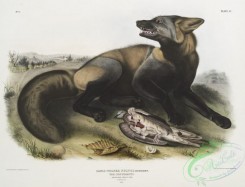 mammals-07020 - 2310-Canis (Vulpes) Fulvus, American Cross-Fox, 78 Natural size, Male