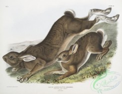 mammals-07025 - 2315-Lepus Americanus, Northern Hare, Summer, Natural size, 1, Male, 2, Female