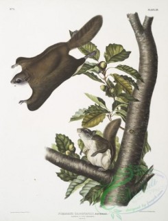 mammals-07029 - 2319-Pteromys Origonensis, Oregon Flying Squirrel, Natural size