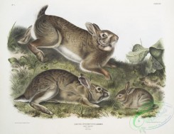 mammals-07036 - 2326-Lepus Sylvaticus, Grey Rabbit, Natural size, Old , young