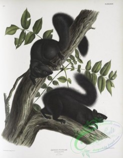 mammals-07048 - 2338-Sciurus niger, Black Squirrel, Natural size, 1, Male, 2, Female