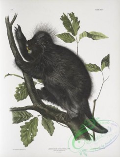mammals-07050 - 2340-Nystrix dorsata, Canada Porcupine, 45 Natural size