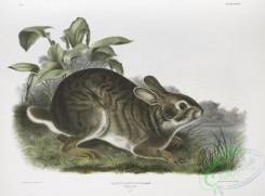 mammals-07051 - 2341-Lepus aquaticus, Swamp Hare, Natural size, Male