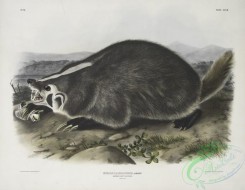 mammals-07061 - 2351-Meles Labradoria, American Badger, Natural size
