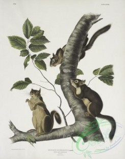 mammals-07062 - 2352-Sciurus Douglassii, Douglass's Squirrel, Natural size, 1, Male, 2, Female