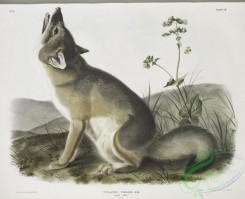 mammals-07066 - 2357-Vulpes velox, Swift Fox, Natural size, Male