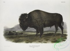 mammals-07070 - 2361-Bos Americanus, American Bison, or Buffalo, 17 Natural size, Male