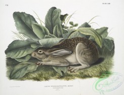 mammals-07077 - 2368-Lepus negricaudatus, Black-tailed Hare, Male, Natural size