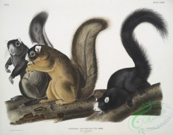 mammals-07082 - 2373-Sciurus capistratus, Fox Squirrel, Natural size